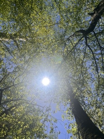 The sun shining through tall green trees